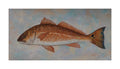 Red Drum - Copper King