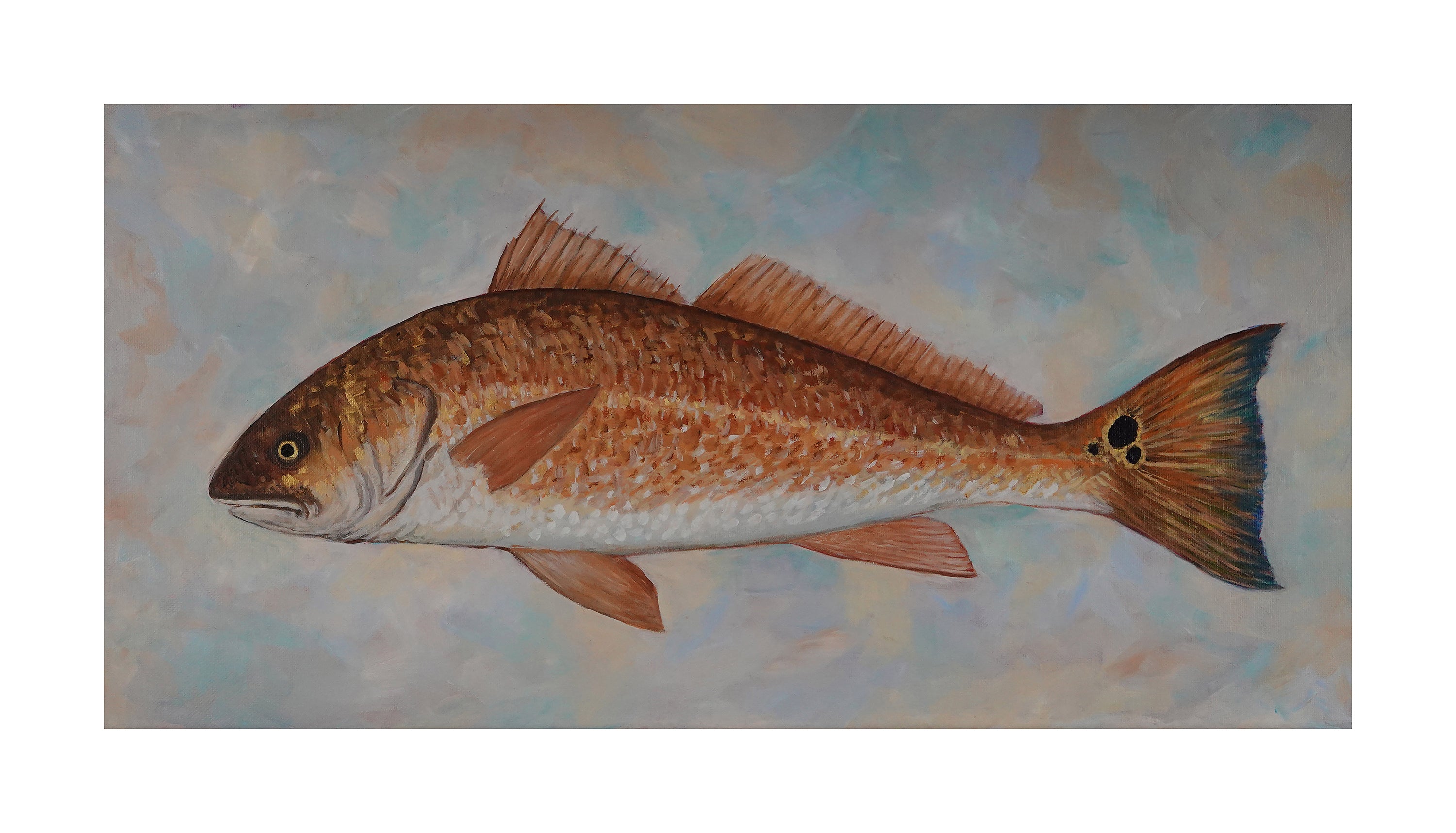 Red Drum - Copper King