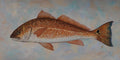 Red Drum - Copper King (24X12)