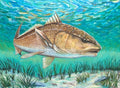 Redfish - The Quiet Hunter (24X18)