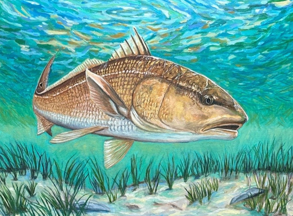 Redfish - The Quiet Hunter (24X18)