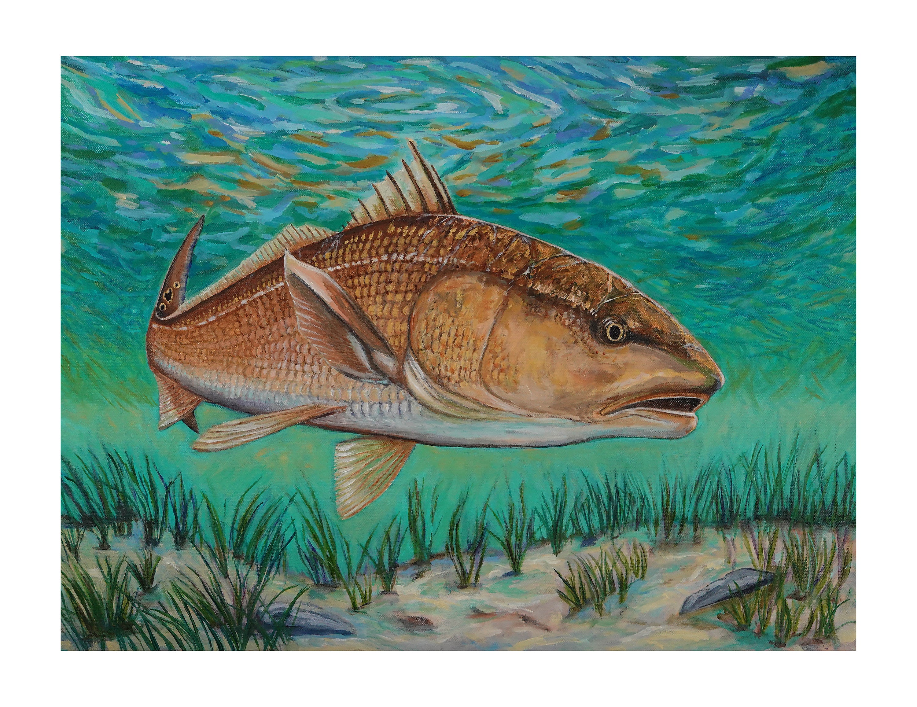 Redfish - The Quiet Hunter