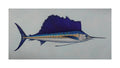 Pacific Sailfish - Dancers of the Open Sea