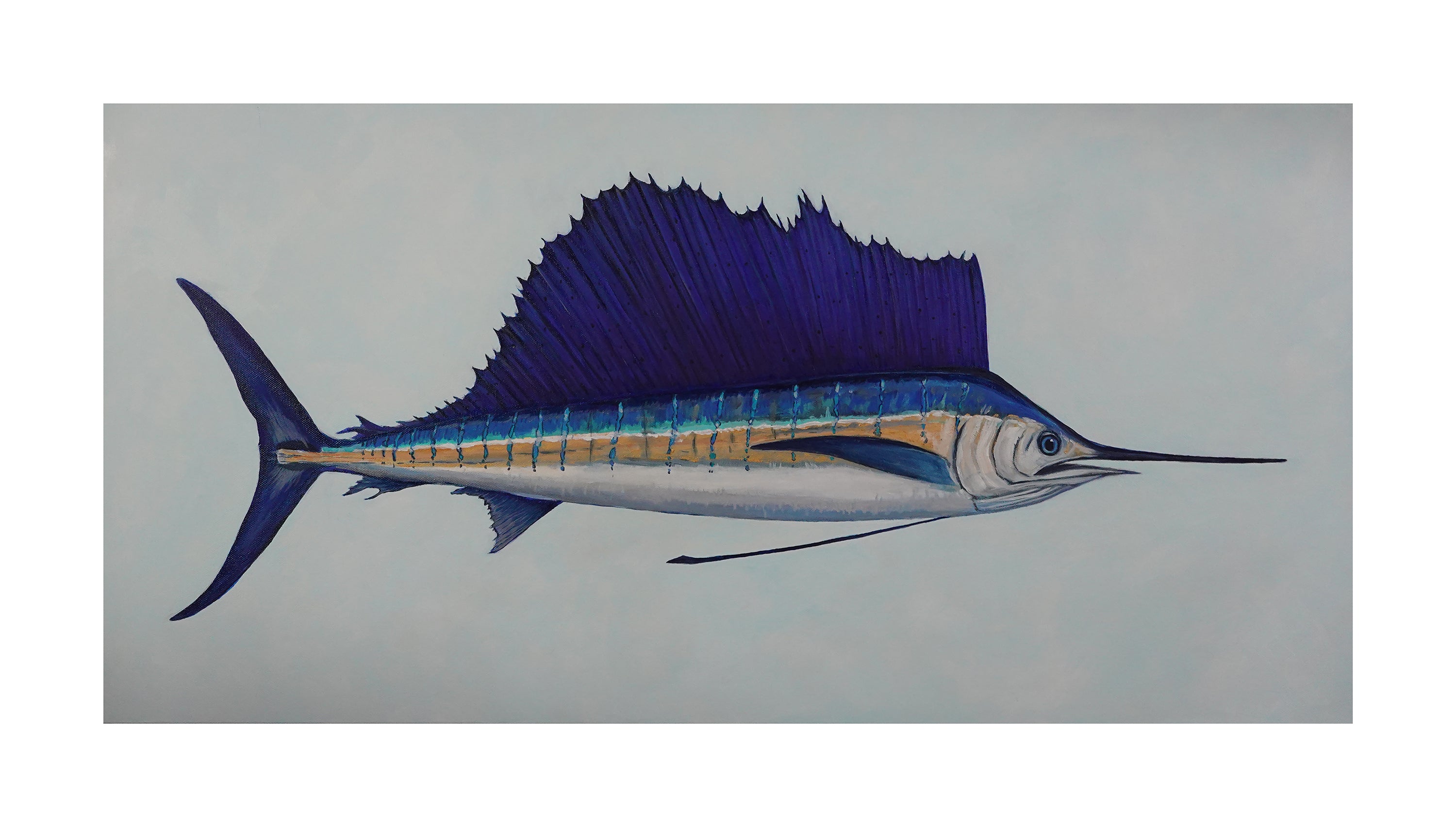 Pacific Sailfish - Dancers of the Open Sea